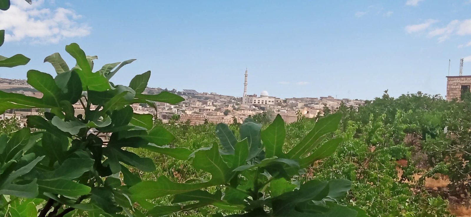 صورة من كنصفرة